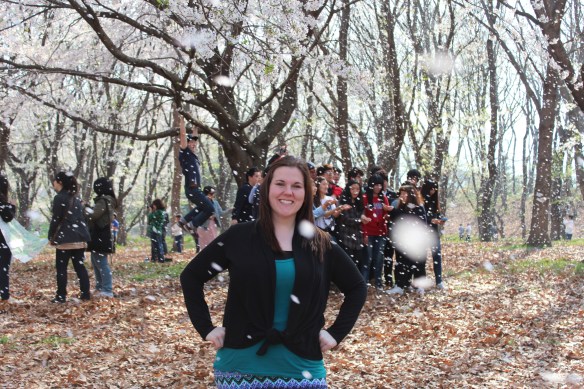 Cherry Blossoms - Gyeongju