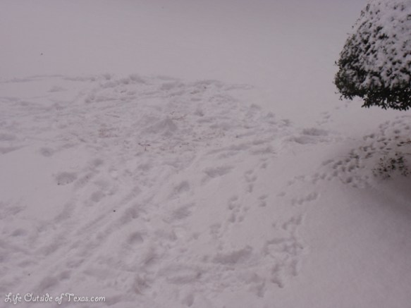 snow in texas