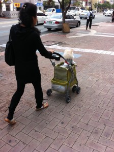 Dog in stroller
