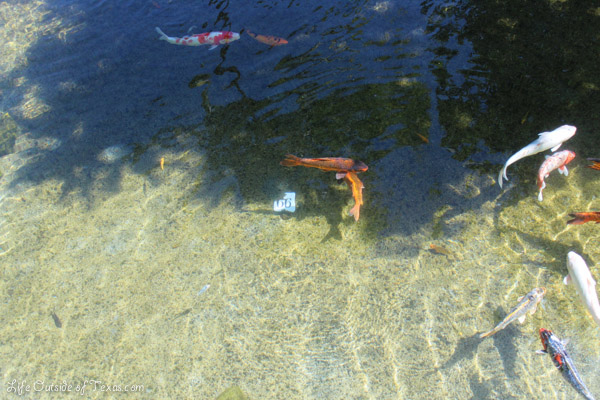 Grand Hyatt Kauai koi pond