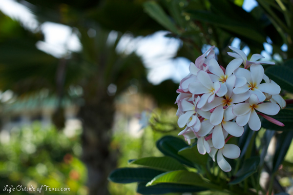 Grand Hyatt Kauai frangipanis