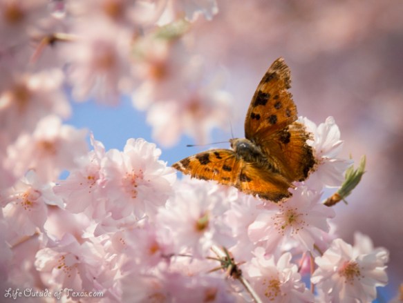 Cherry Blossoms in Kyoto Japan