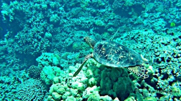 Snorkeling with Honu Hawaiian Sea Turtle Maui