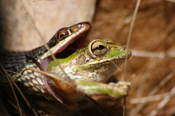 Black Racer Snake Eating Frog Black Racer Snake Eating Frog