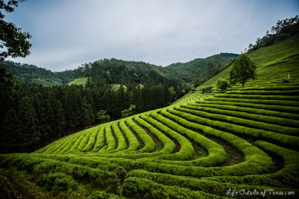 Capture the Colour 2013 Green