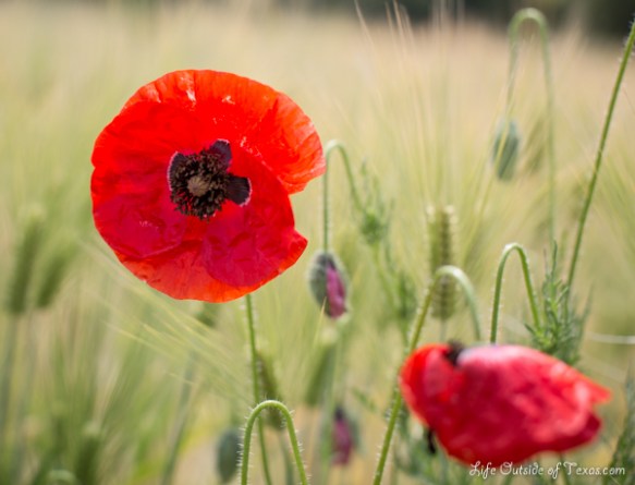 Capture the Colour 2013 Red