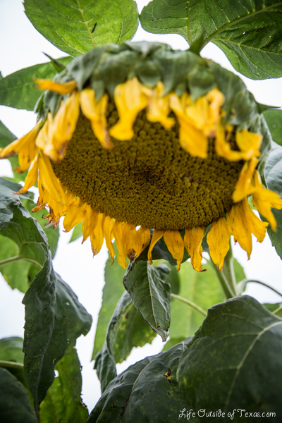 Andong Mask Dance Festival