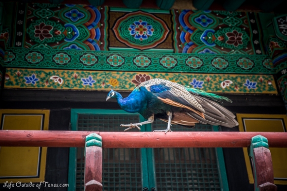 peacock temple korea