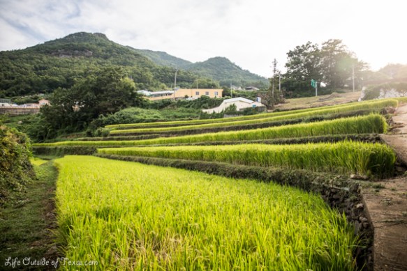 Namhae Korea Rice Terraces