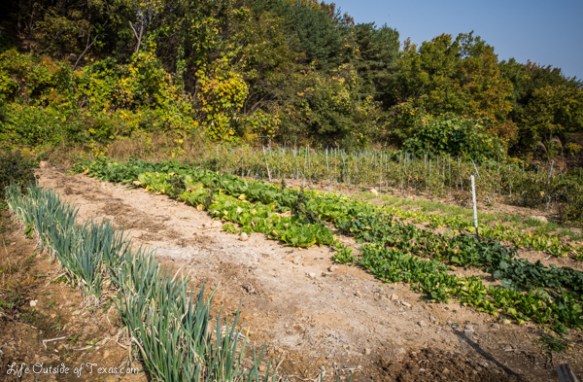 Ulsan Korean cooking class