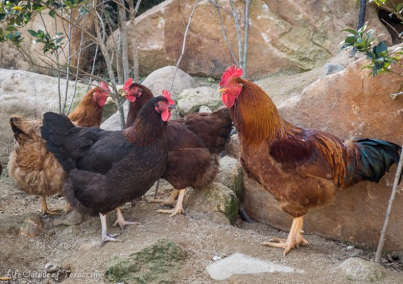 Ulsan Korean cooking class