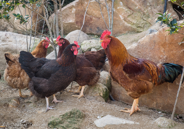 Ulsan Korean cooking class