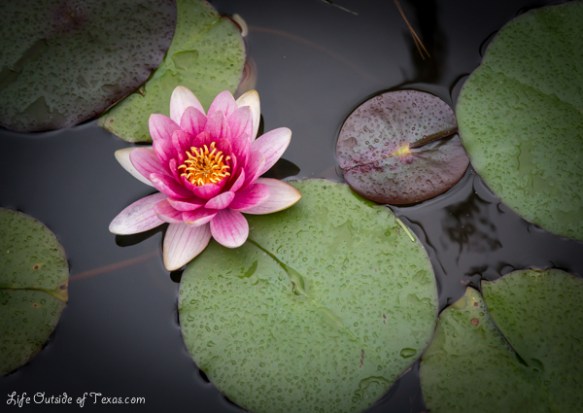 Gorgeous Water Lily in Gyeongju, Korea