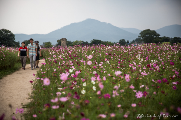 Summer Flowers in Gyeongju, South Korea