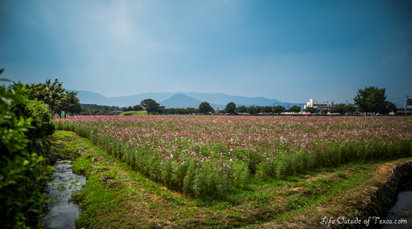 Summer Flowers in Gyeongju, South Korea