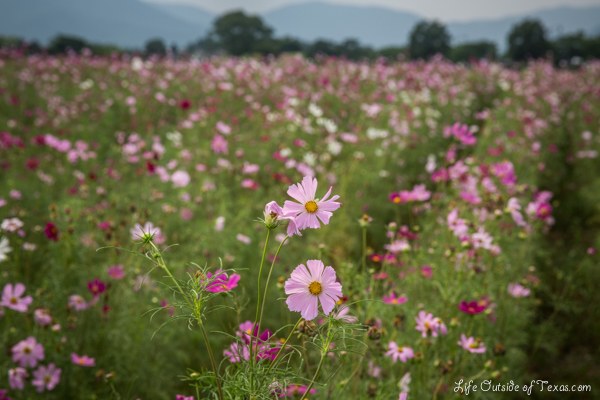 Summer Flowers in Gyeongju, South Korea