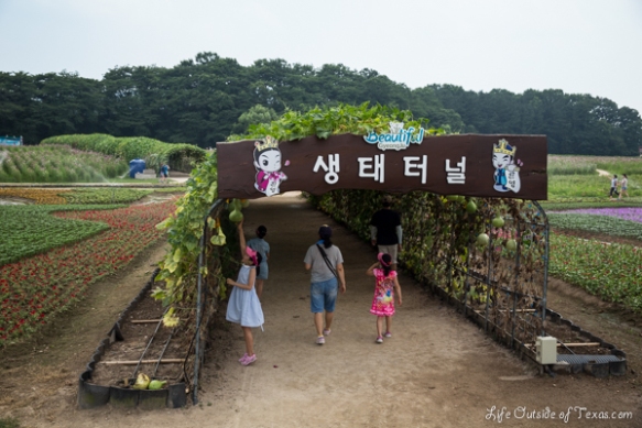 Gourd Tunnels in Gyeongju, South Korea