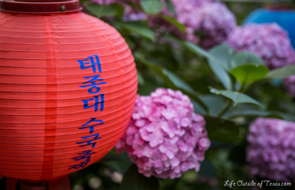 Taejongsa Hydrangea Festival in Busan