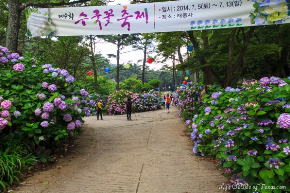 Taejongsa Hydrangea Festival in Busan