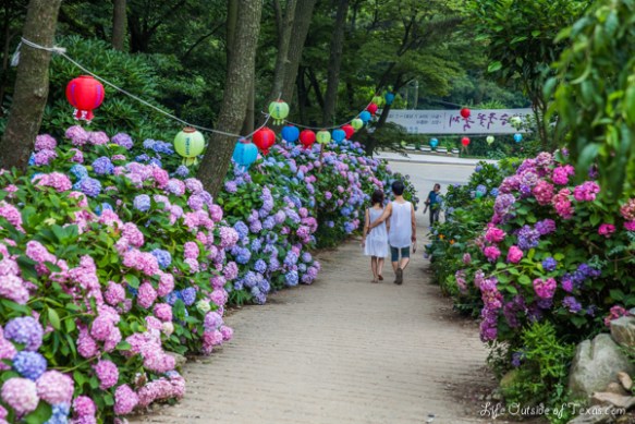 Taejongsa Hydrangea Festival in Busan