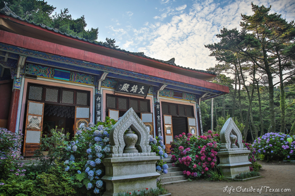 Taejongsa Hydrangea Festival in Busan
