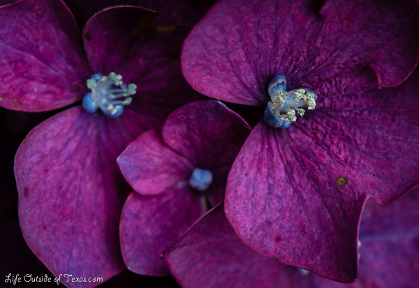 Taejongsa Hydrangea Festival in Busan