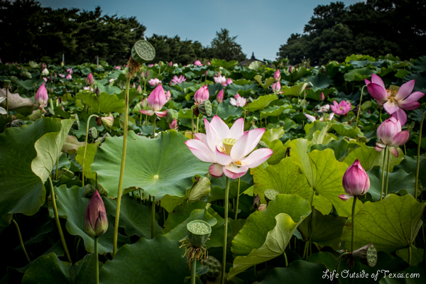 Lotus Ponds in Gyeongju, Korea