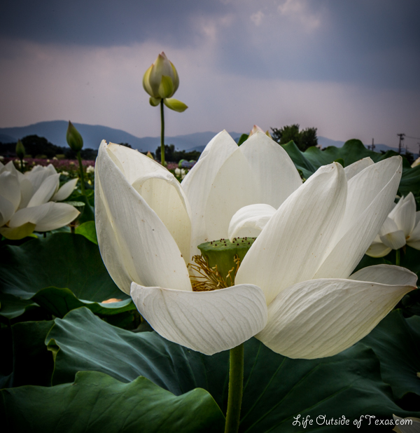 Lotus Ponds in Gyeongju, Korea