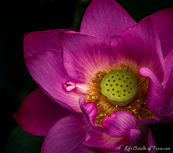 Lotus Ponds in Gyeongju, Korea