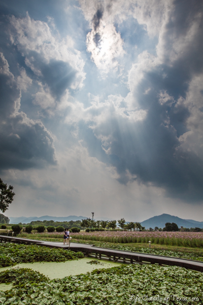 Lotus Ponds in Gyeongju, Korea