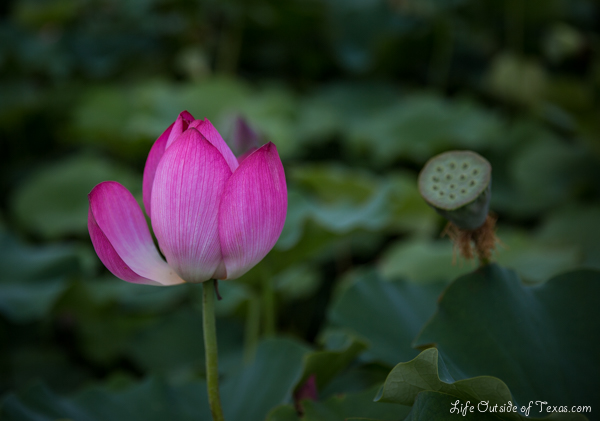 Lotus Ponds in Gyeongju, Korea