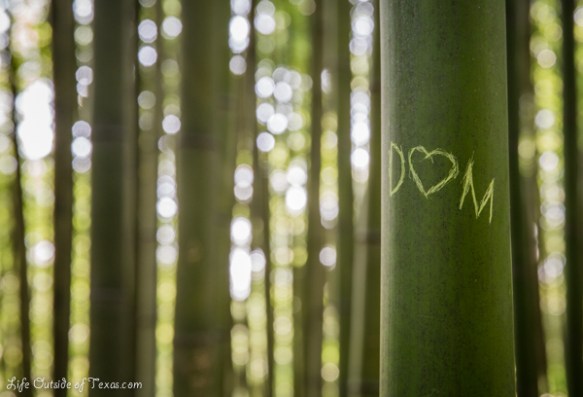 Damyang Bamboo Forest, Korea